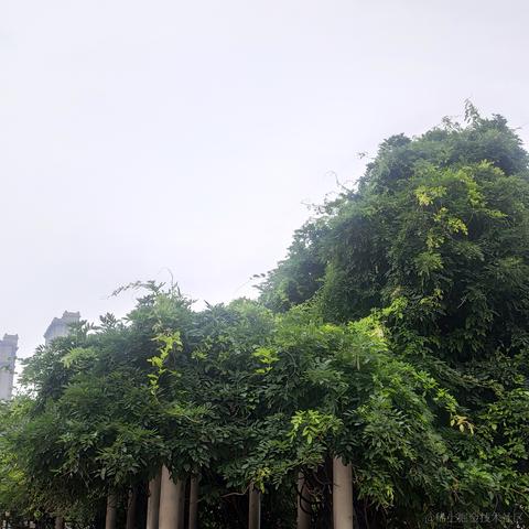 李小贱于2021-07-17 16:42发布的图片