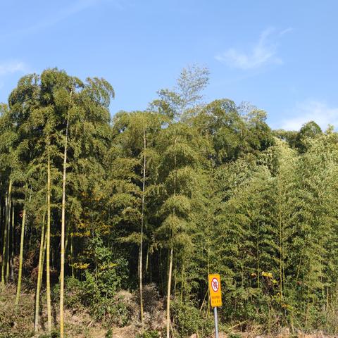 乃贝king于2022-11-12 10:26发布的图片