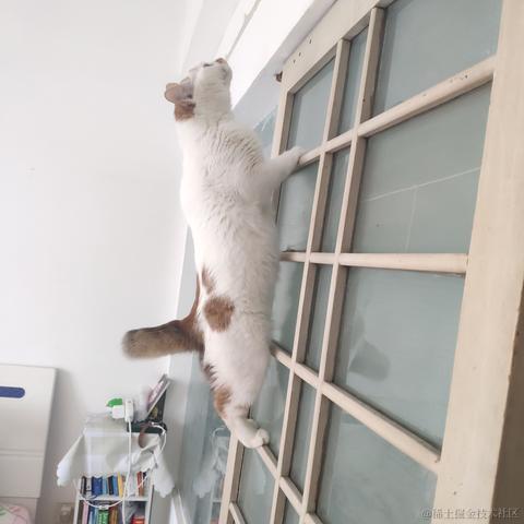 猫猫吧于2021-10-31 11:23发布的图片