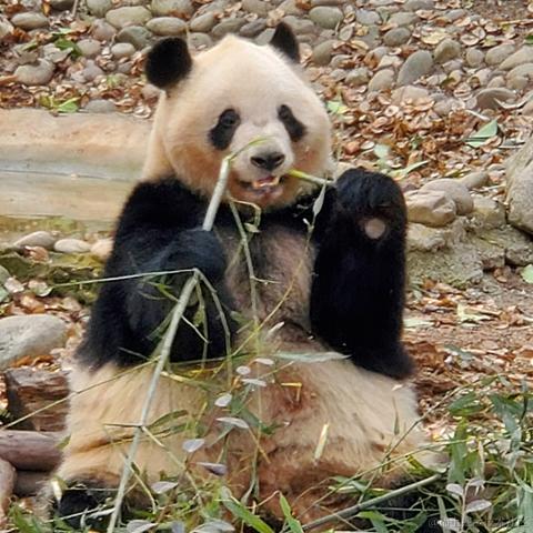 没有哆啦的A梦于2023-03-17 09:46发布的图片