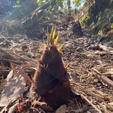 葡萄味的ta于2021-04-04 19:08发布的图片