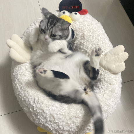 点点是只猫于2022-11-14 23:13发布的图片