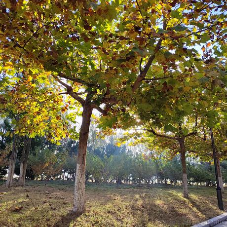 TGyan于2022-11-25 11:46发布的图片