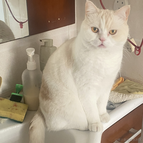 点点是只猫于2023-01-19 11:54发布的图片