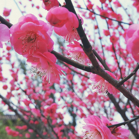 吃猫的鱼_于2023-02-27 09:09发布的图片