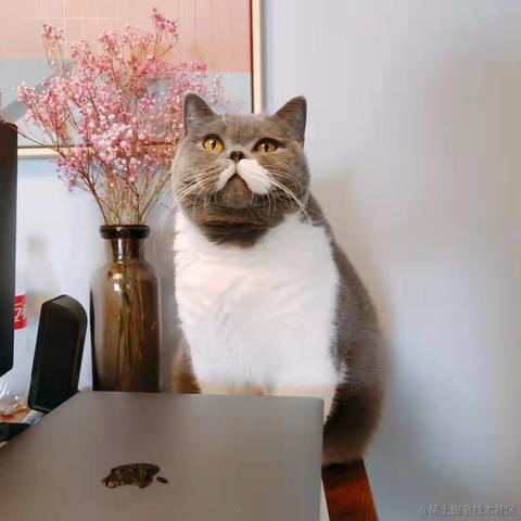 我的bug是猫写的于2021-11-01 16:42发布的图片