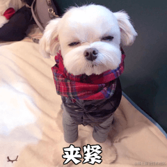 老实憨厚的木木于2021-12-30 13:48发布的图片