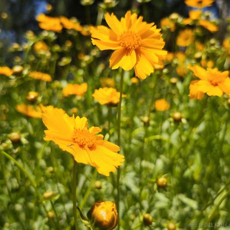 吃鱼的不一定是猫于2023-05-09 12:17发布的图片