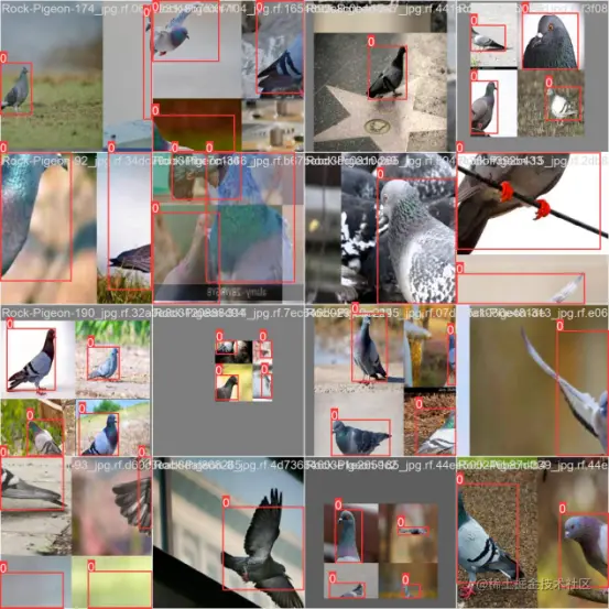 高精度鸽子检测识别系统4922.png