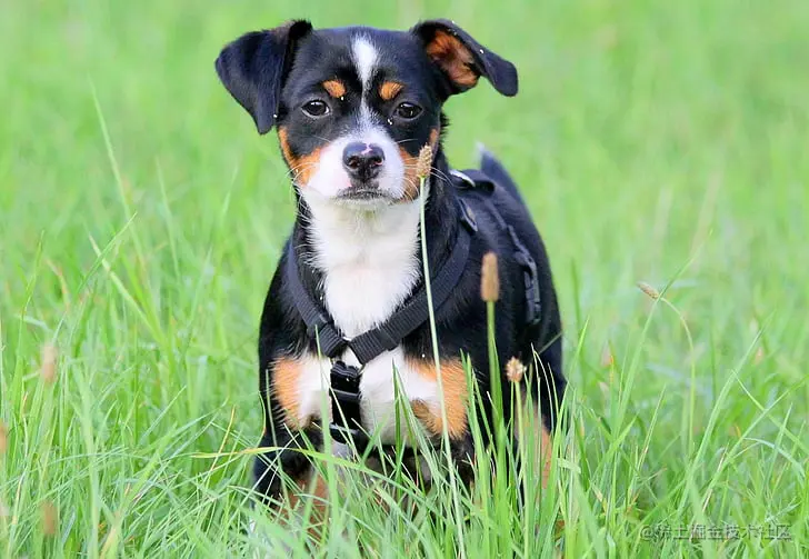 dog-meadow-dog-on-meadow-sweet-preview.jpg