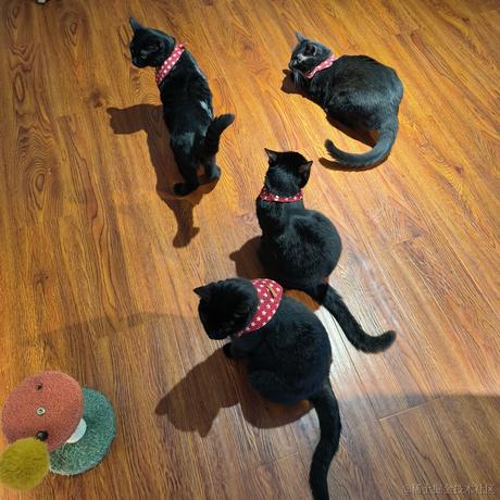 良介于2022-11-12 10:12发布的图片