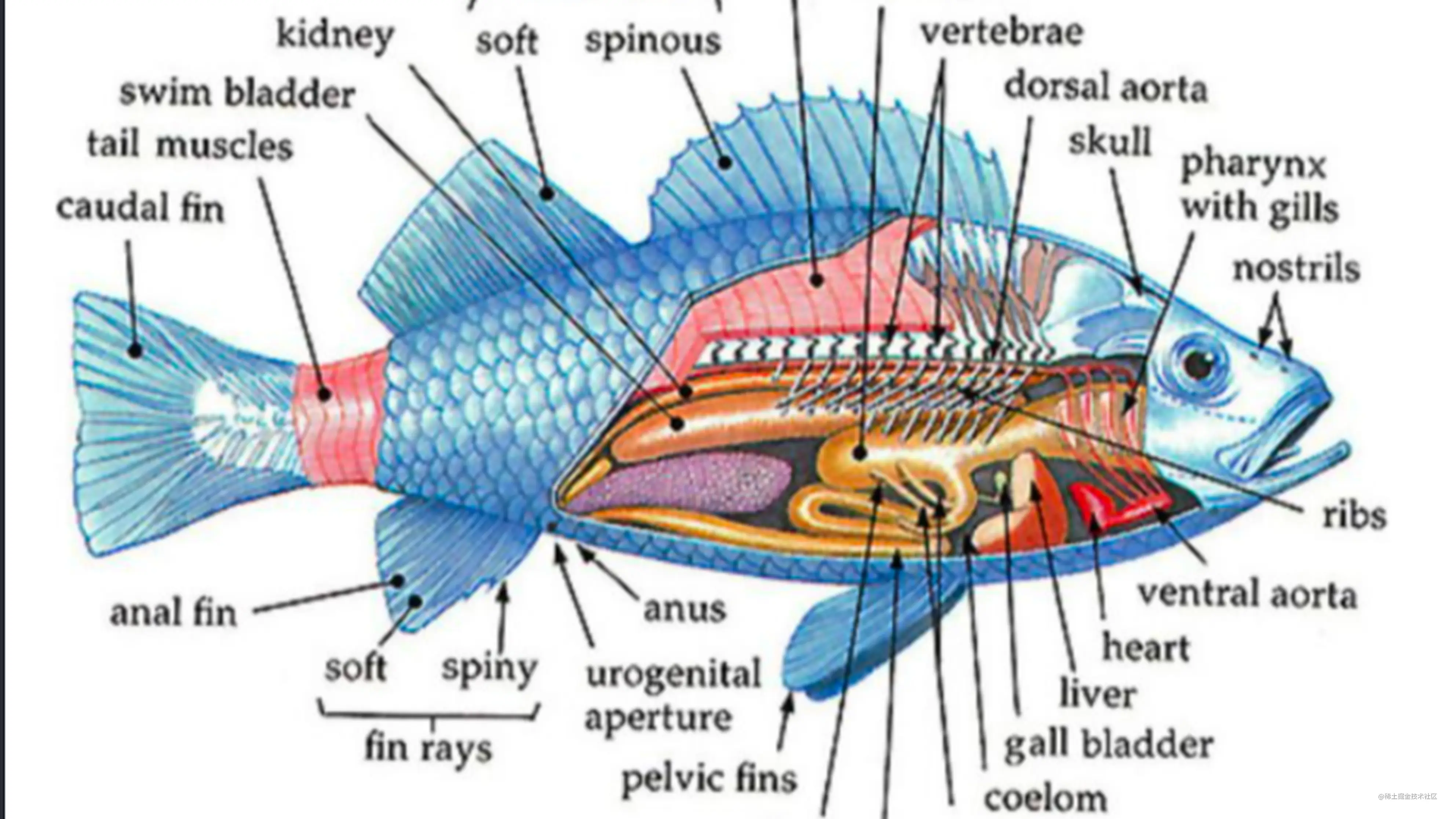 鱼身体部位的英文单词学习 英语学习 掘金