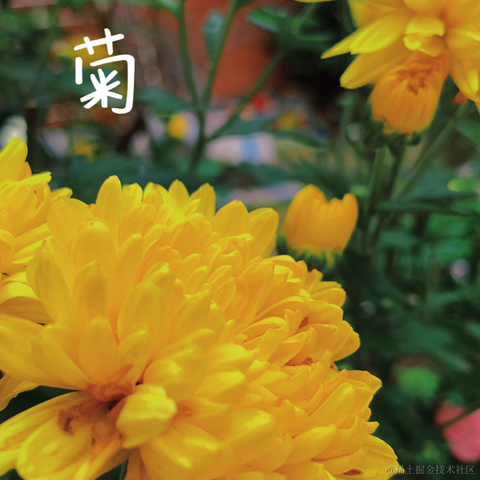 前端队长Daotin于2021-06-13 17:53发布的图片