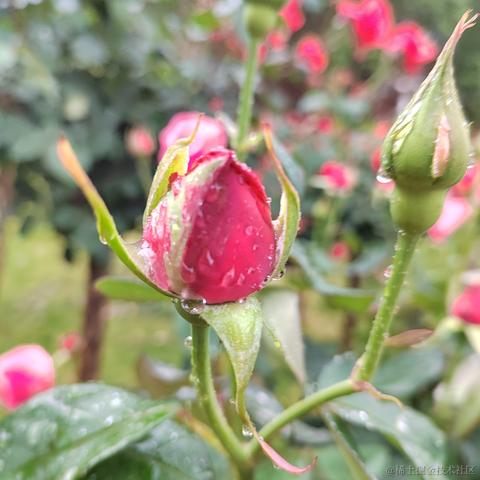 日月昭昭于2023-04-23 14:53发布的图片