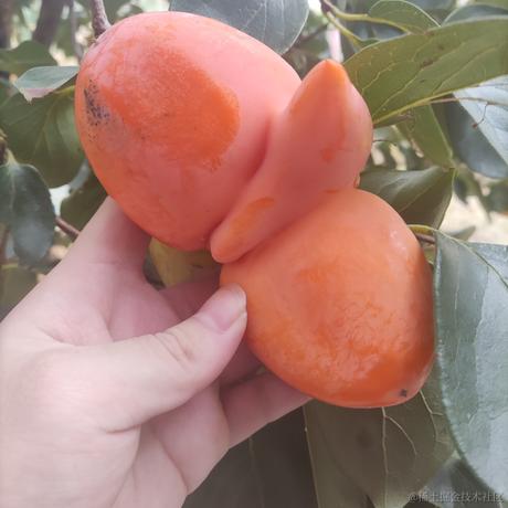 Abandon_于2021-09-18 08:29发布的图片