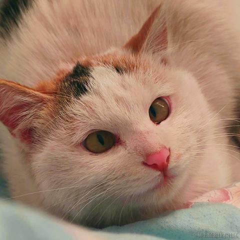 嘉然别再联系我了于2022-11-13 09:20发布的图片