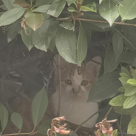 嘉然今天吃战斧牛排于2022-11-26 17:25发布的图片