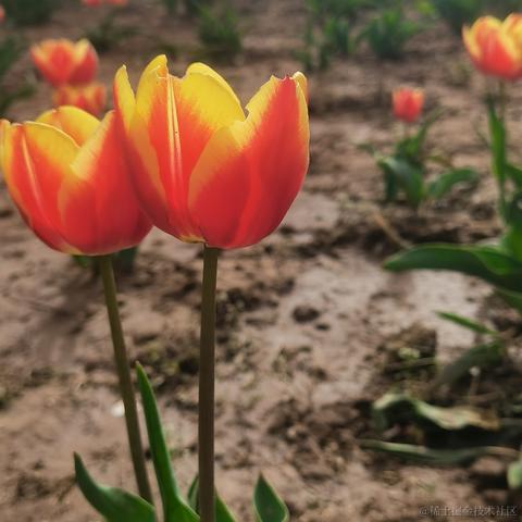 小碎宇于2023-04-14 22:42发布的图片