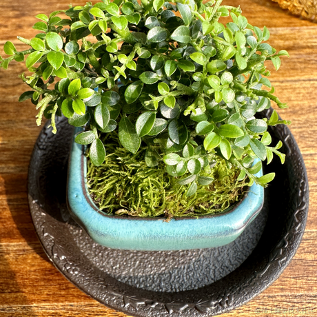 旧事随风于2023-03-07 09:37发布的图片