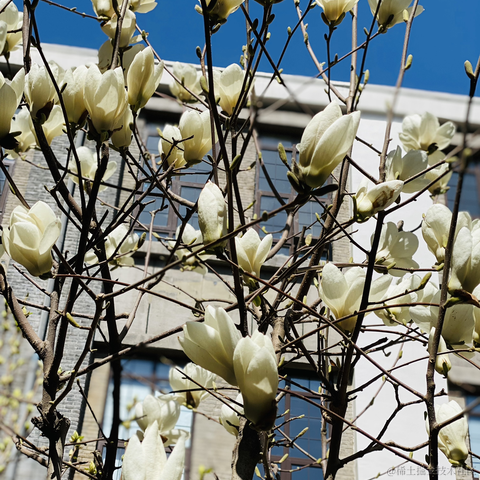 lizheming于2021-03-29 13:45发布的图片