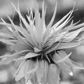Flower_1x1.png