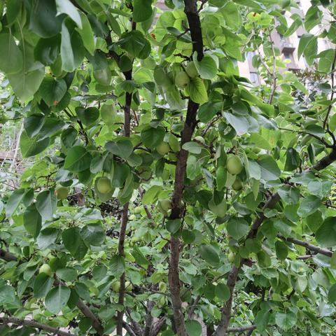 爱吃荆芥于2021-06-17 11:42发布的图片