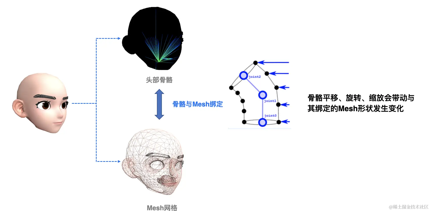 骨骼绑定.png