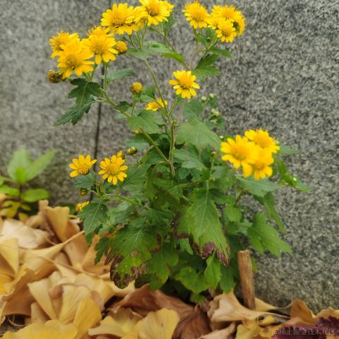 叮咚咚咚于2022-10-29 23:34发布的图片