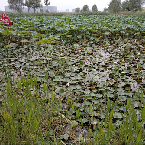 卖核弹的龟于2021-09-06 13:34发布的图片