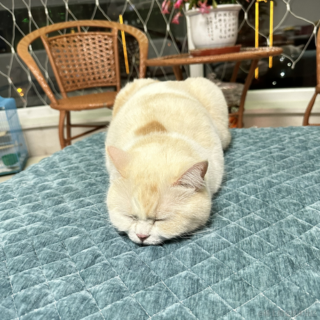 点点是只猫于2023-01-30 22:00发布的图片