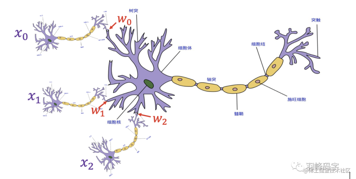 the purpose of nerve impulse is to make nerve endings , the