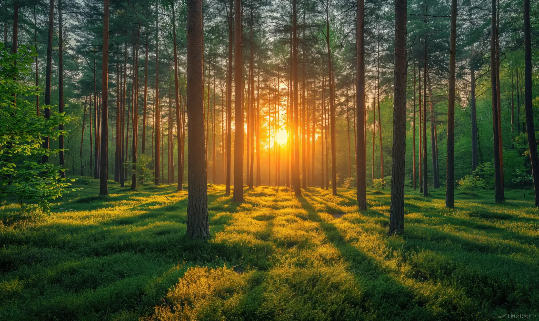 morning-sun-shining-through-trees-in-a-beautiful-forest-free-photo.jpg