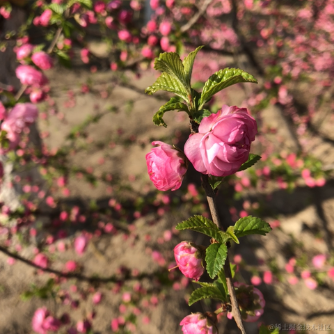 前端精髓于2021-04-04 19:55发布的图片