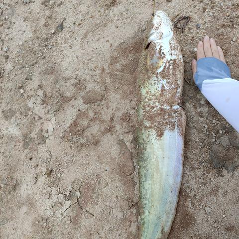 小吕布_Gumayusi于2024-05-06 09:49发布的图片