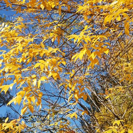 简单的幸福娟儿于2022-11-29 06:16发布的图片