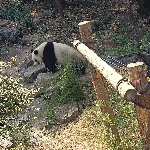 贝極星于2022-11-29 00:07发布的图片