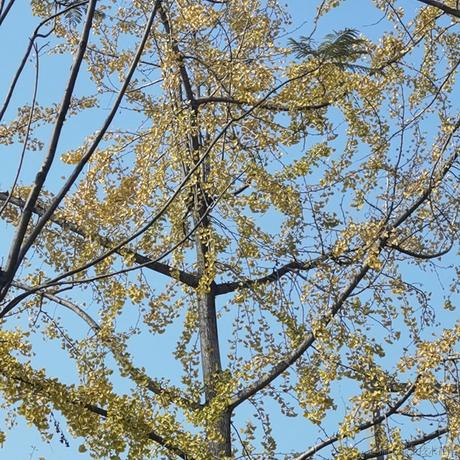 糖醋里脊没了于2022-11-22 12:59发布的图片