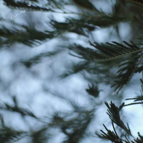 红毛丹于2022-11-30 09:33发布的图片