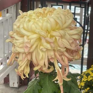 _山海于2023-11-30 19:21发布的图片