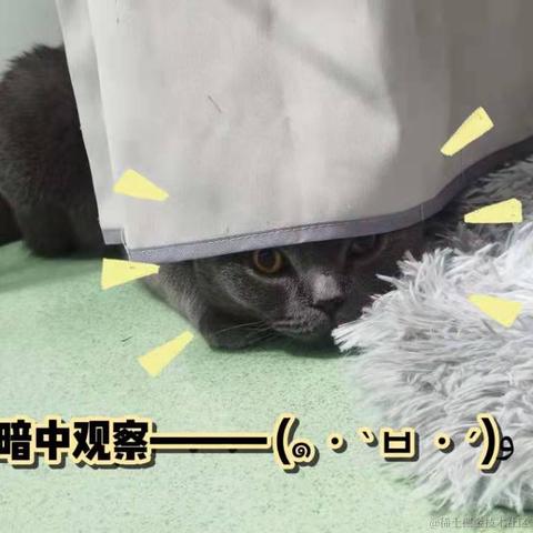 泡面泡牛奶于2022-01-11 17:11发布的图片