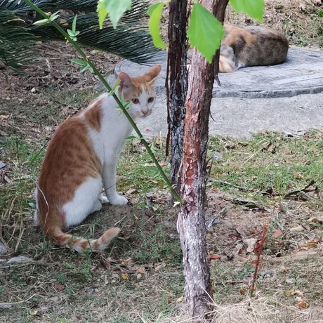 猪鼻小向晚于2023-07-04 15:57发布的图片