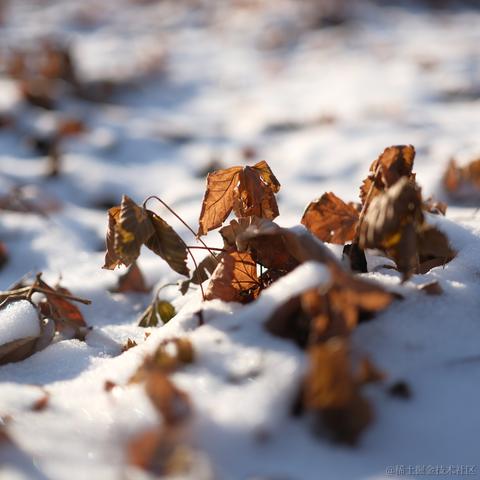 瞌睡柴于2022-11-27 02:43发布的图片