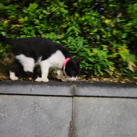 灵小猫于2022-11-14 19:10发布的图片