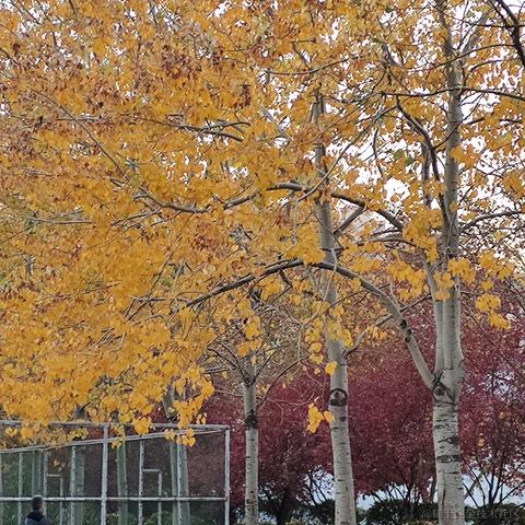 晚点吃饭达咩于2022-11-16 10:41发布的图片