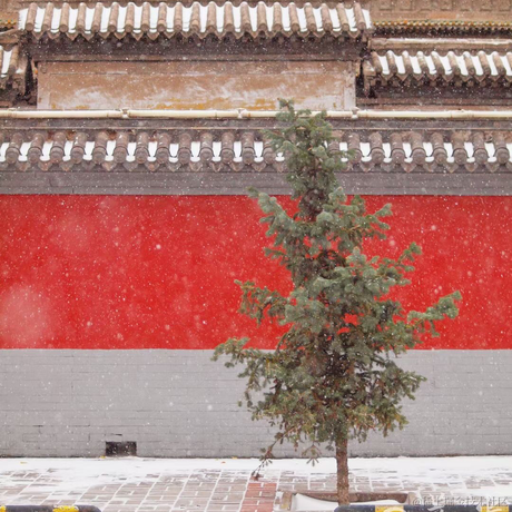 红毛丹于2021-11-06 12:01发布的图片