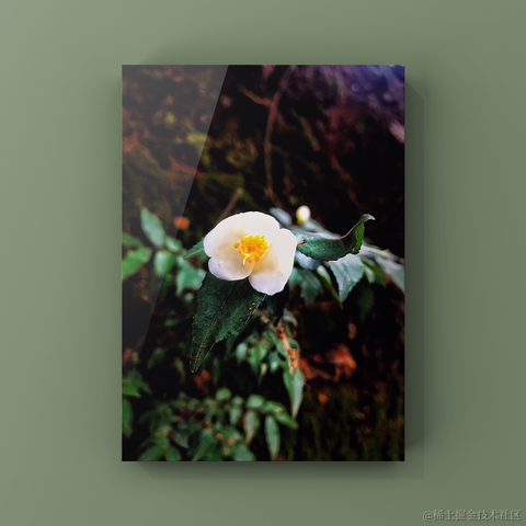 红毛丹于2022-02-03 19:59发布的图片