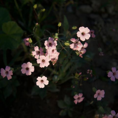 司吧啦西于2024-06-18 13:24发布的图片