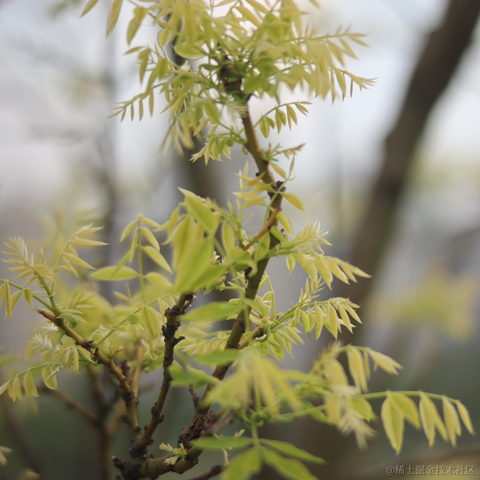 红毛丹于2023-01-13 15:07发布的图片