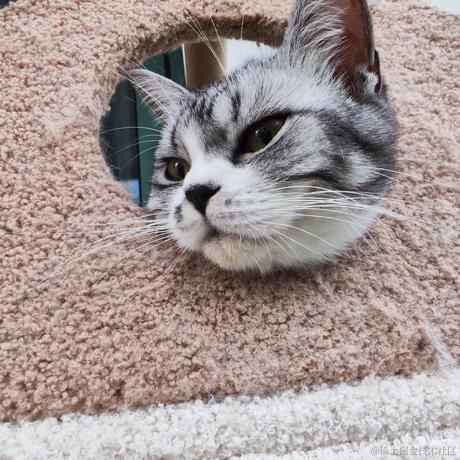 吃鱼的不一定是猫于2023-09-01 13:36发布的图片