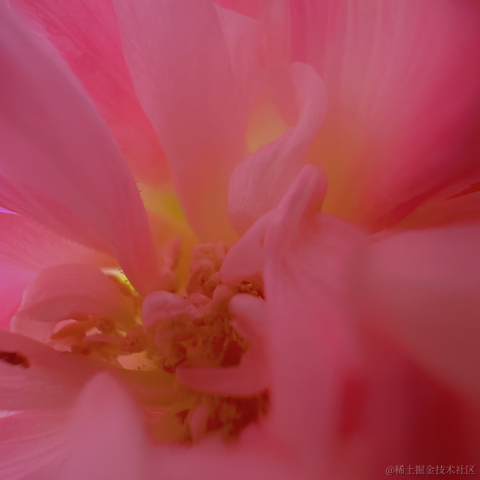 红毛丹于2023-10-10 10:08发布的图片